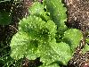Crisp Mint Lettuce
